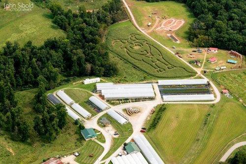 Aerial view of a farm with greenhouses and a corn maze shaped like a cow in a rural landscape.