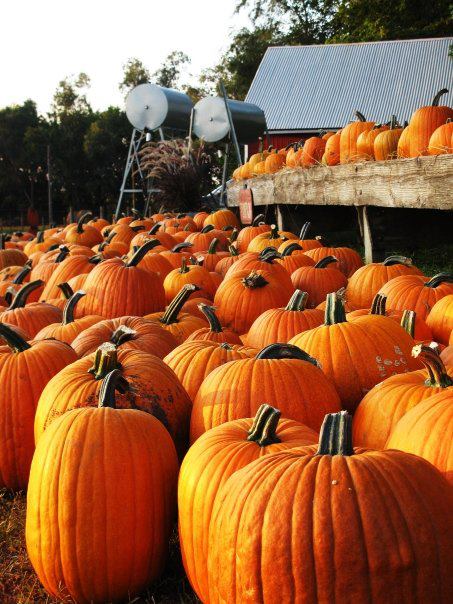 A field of bright orange pumpkins scattered on the ground, with a barn and more pumpkins in the background.