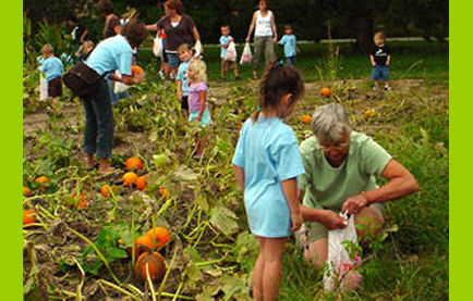 A group of children and adults harvest pumpkins in a field, with some kids collecting pumpkins in bags.