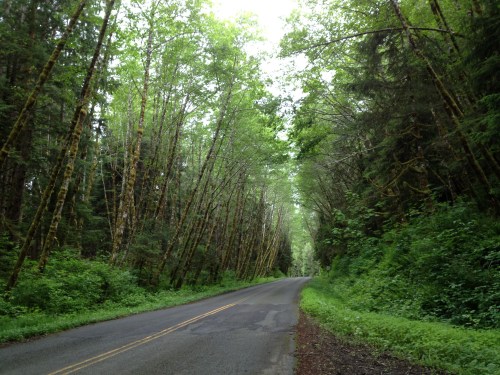A serene road lined with tall, green trees, creating a peaceful, shaded pathway through a lush forest.