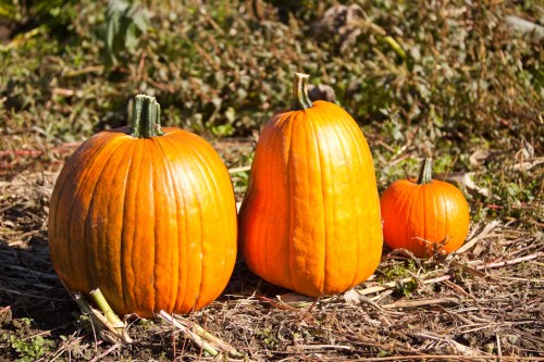 Three pumpkins of varying sizes sit on the ground, surrounded by dry grass and plants in a sunny outdoor setting.