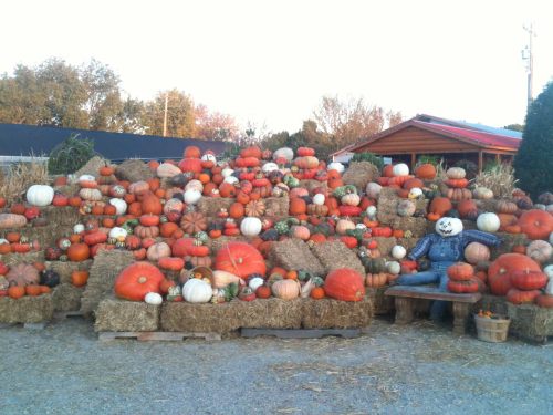 A colorful display of pumpkins in various sizes and colors, stacked on hay bales, with a scarecrow sitting nearby.
