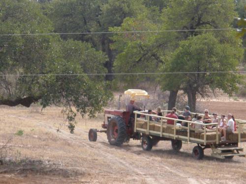 A tractor pulls a wooden wagon with people seated, traveling through a rural landscape with trees and dry grass.