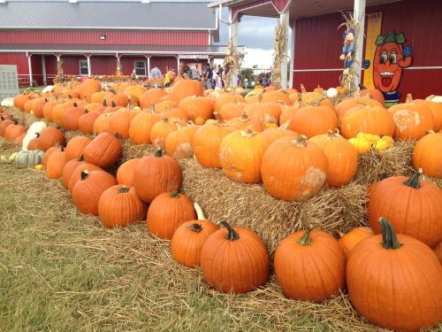 A vibrant display of orange pumpkins stacked on hay bales outside a red barn, with people in the background.