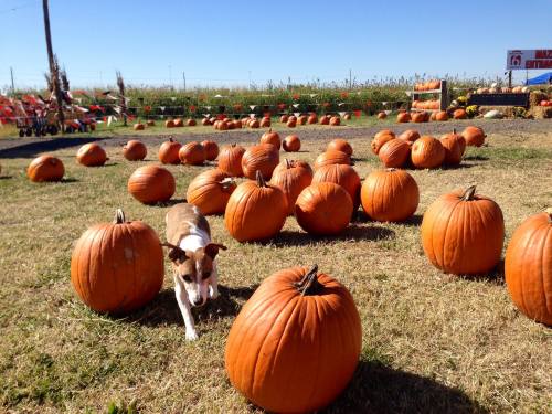 A dog walks through a pumpkin patch filled with numerous orange pumpkins under a clear blue sky.