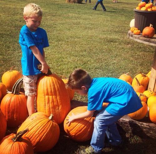 Two children in blue shirts play with pumpkins in a sunny field, surrounded by various sizes of pumpkins.