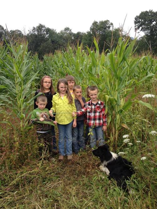 A group of seven children stands in a cornfield, with a black and white dog lying nearby.