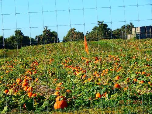 A pumpkin patch filled with orange pumpkins, surrounded by a wire fence and trees under a clear blue sky.