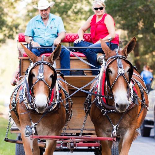 A man and woman ride in a horse-drawn carriage pulled by two mules on a sunny day.
