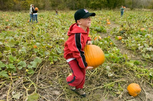 A child in a red hoodie lifts a pumpkin in a pumpkin patch, with others picking pumpkins in the background.