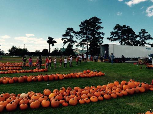 A pumpkin patch with rows of pumpkins and children lined up, enjoying a sunny day outdoors.