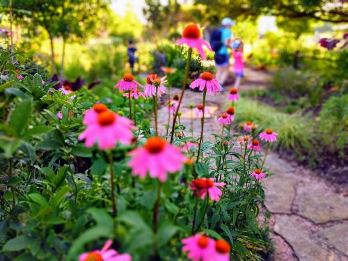 A vibrant garden path lined with pink flowers, with blurred figures of people walking in the background.