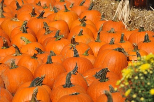 A vibrant display of orange pumpkins scattered across a field, with some hay and flowers in the background.