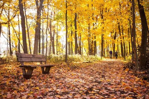 A serene autumn scene with a wooden bench beside a path covered in colorful fallen leaves and trees in golden hues.