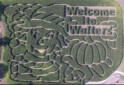 Aerial view of a corn maze featuring a character and the text "Welcome to Walters" surrounded by corn plants.