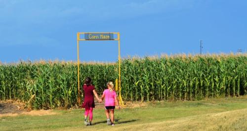 Two children walk hand in hand towards a corn maze entrance, surrounded by tall corn plants under a blue sky.