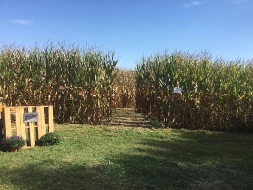 A pathway through tall cornfields under a clear blue sky, with a wooden sign and flowers in the foreground.