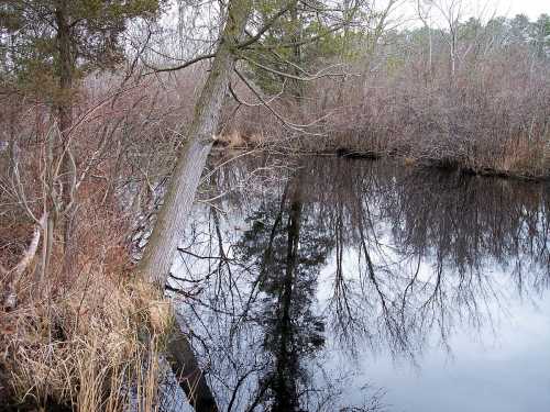 A tranquil river scene with bare trees and reflections on the water, surrounded by sparse vegetation.