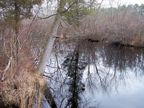 A tranquil river scene with bare trees and reflections on the water, surrounded by sparse vegetation.
