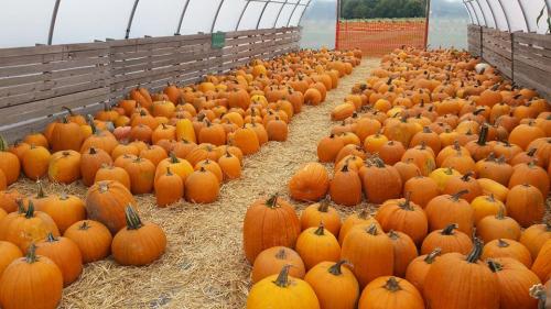 A large greenhouse filled with numerous orange pumpkins arranged on straw-covered ground.