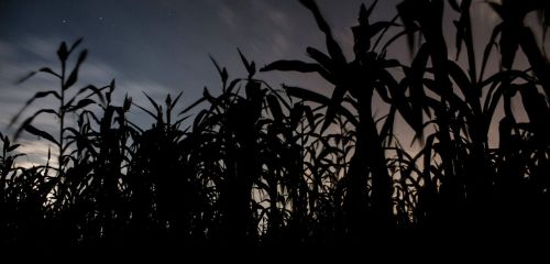 Silhouetted cornfield against a twilight sky with stars peeking through clouds.