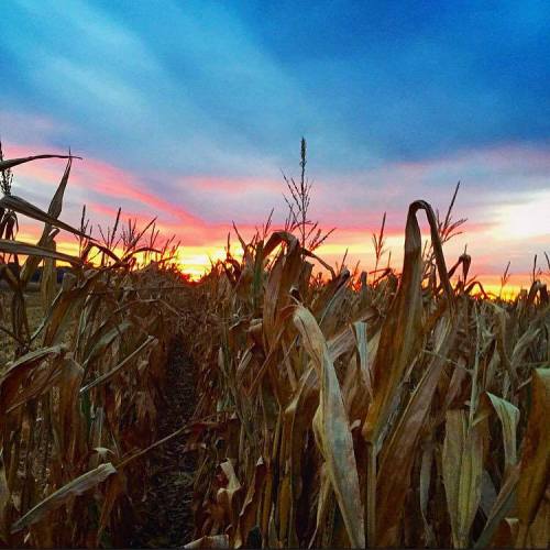 A vibrant sunset casts colorful hues over a cornfield, with tall stalks silhouetted against the sky.