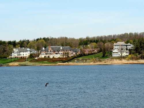 A serene waterfront view featuring elegant homes along a lush green hillside, with a bird flying over the water.