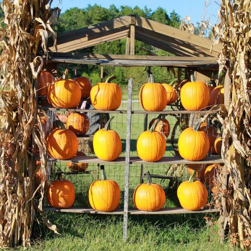 A wooden display holds bright orange pumpkins, surrounded by tall corn stalks in a sunny outdoor setting.