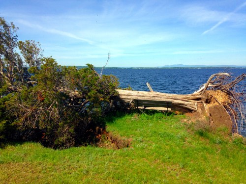 A fallen tree rests on a grassy shore by a calm lake, with blue skies and distant hills in the background.