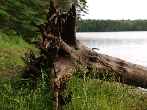 A weathered log rests on the grass by a calm lake, surrounded by trees and greenery.