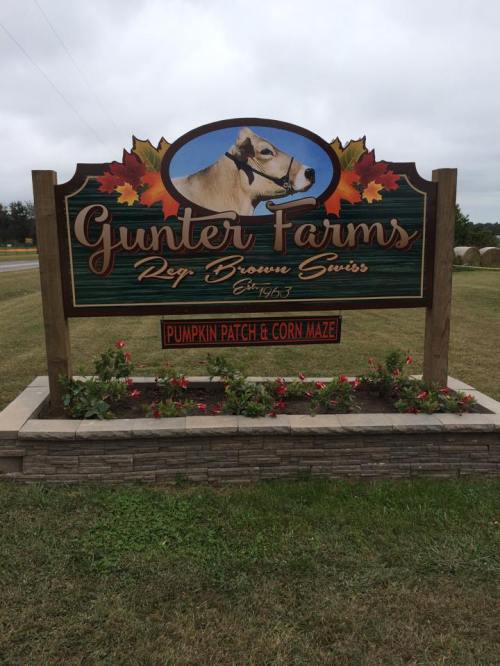 Sign for Gunter Farms featuring a cow illustration, with text about a pumpkin patch and corn maze.