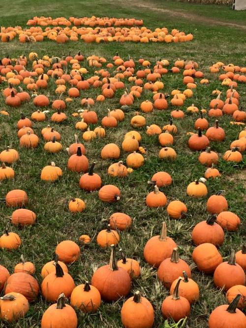 A large field covered with numerous orange pumpkins scattered across green grass.