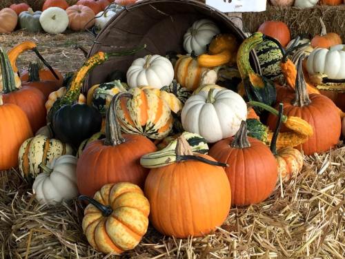 A variety of pumpkins and gourds in different colors and shapes, spilling from a wooden basket onto straw.