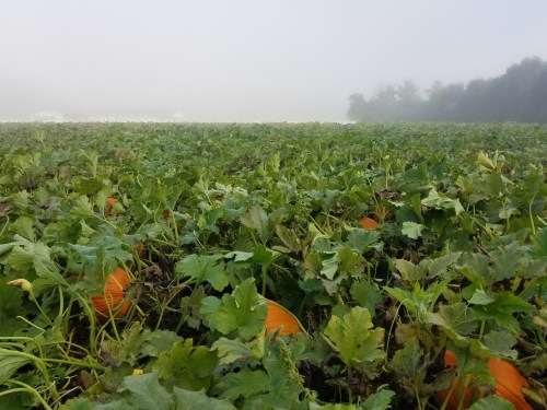 A foggy pumpkin field with green vines and scattered orange pumpkins peeking through the foliage.
