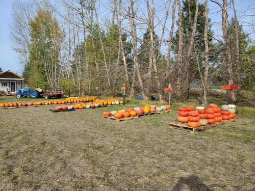 A pumpkin patch with various orange pumpkins arranged on pallets, surrounded by trees and a blue tractor in the background.