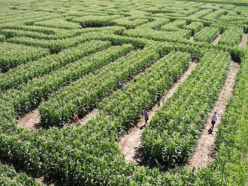 Aerial view of a corn maze with people walking through the tall green corn stalks.