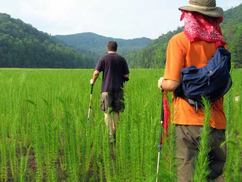 Two hikers with trekking poles walking through a lush green field, surrounded by mountains in the background.