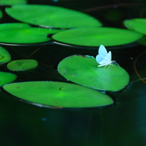 A delicate white butterfly rests on a green lily pad in a tranquil pond surrounded by more lily pads.