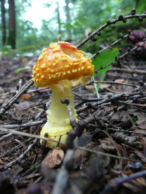 A bright yellow mushroom with a textured cap, surrounded by twigs and leaves on a forest floor.