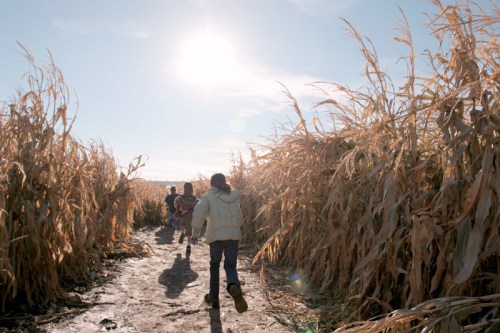 Children running through a cornfield on a sunny day, with tall, dried corn stalks on either side.