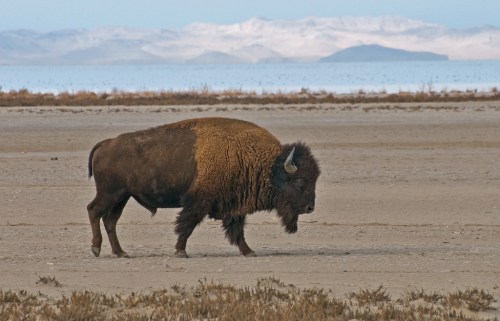 A bison walks across a barren landscape with mountains in the background and a clear sky.