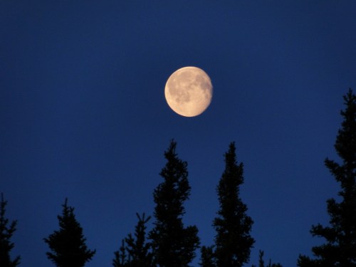 A bright moon illuminates the night sky, framed by dark silhouettes of tall trees.