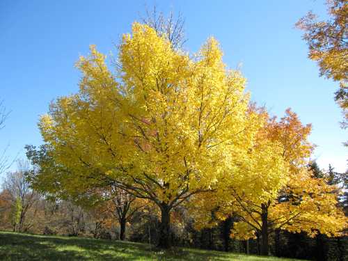 A vibrant yellow tree stands out against a clear blue sky, surrounded by autumn foliage in various colors.