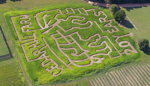 Aerial view of a corn maze featuring intricate designs and text carved into the greenery.