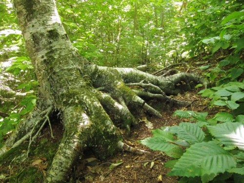 A large tree trunk with sprawling roots in a lush green forest, surrounded by dense foliage and undergrowth.
