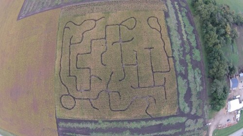 Aerial view of a corn maze with winding paths surrounded by fields of varying colors.