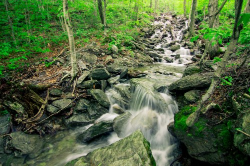 A serene stream flows over rocks in a lush green forest, surrounded by trees and vibrant foliage.