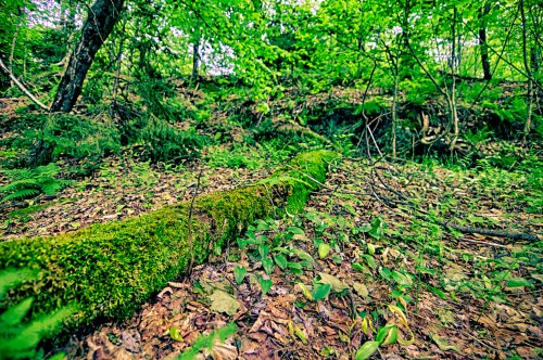 A lush forest floor covered in green moss, fallen leaves, and scattered plants, with trees in the background.