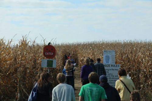 A group of people walking towards a corn maze entrance, with signs and tall corn stalks surrounding them.