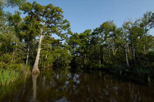 Lush green trees reflect in calm water, creating a serene landscape in a tranquil swamp environment.